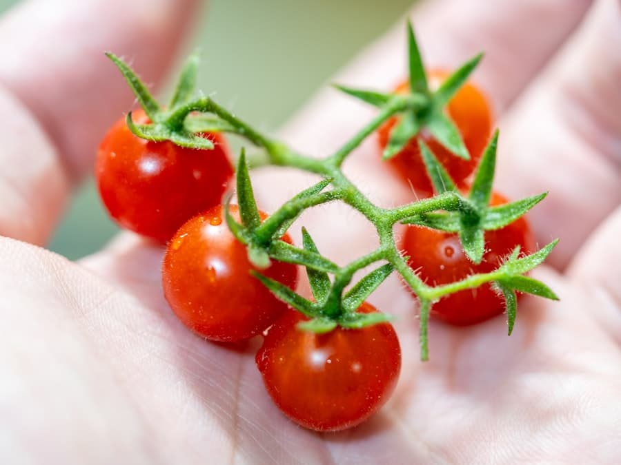 Cherry Tomato