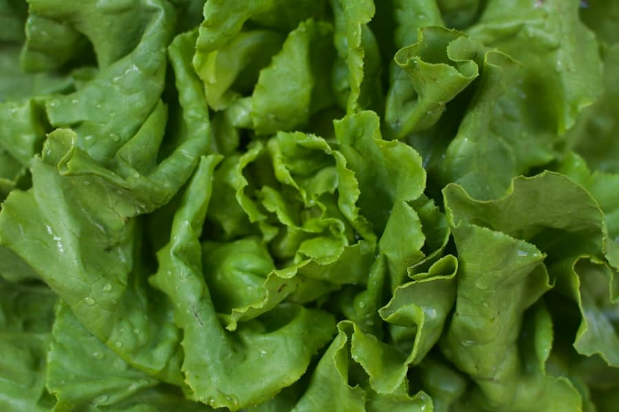 Lettuce