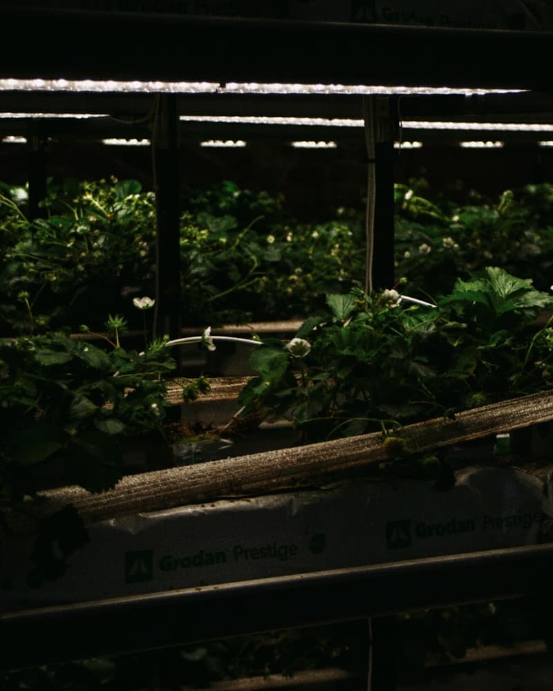 Rows of crops growing under greenhouse lights